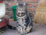 Kadi - died, November 2007