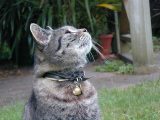 Misty - died, July 2002